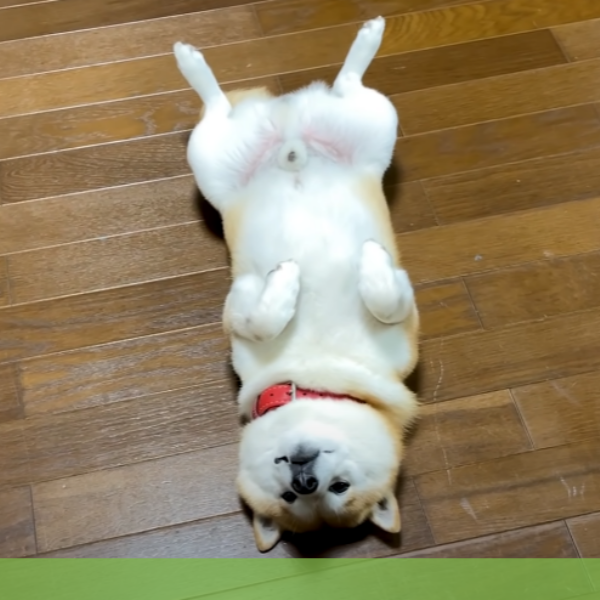 누워서-잠을-자지-않는-야행성-강아지