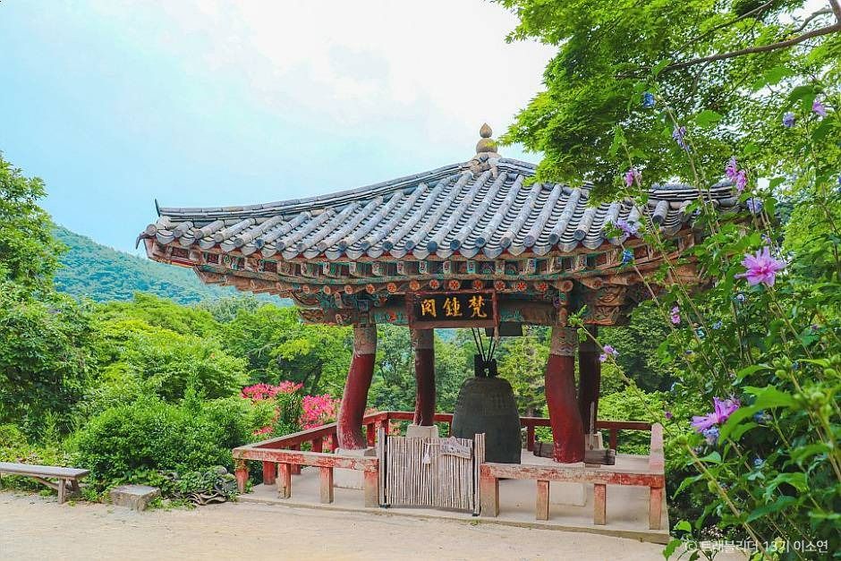 [4월 봄꽃 여행]서산 개심사 겹벚꽃·청벚꽃 여행기❘벚꽃 개화 상황, 아직은 시작, 그러나 곧 절정