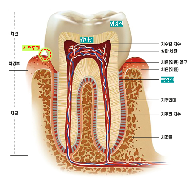 치아의 구조 출처 나무위키