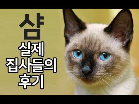 샴고양이 가격 성격 무료분양 털빠짐 수명 키우기 종류_2