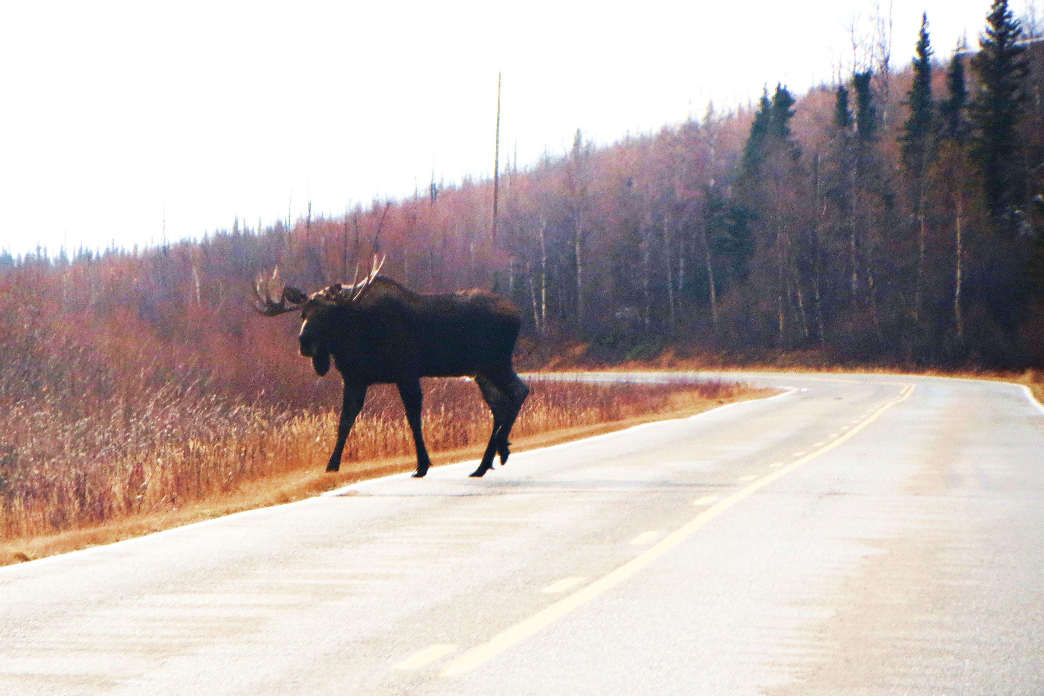 Moose-passing-road