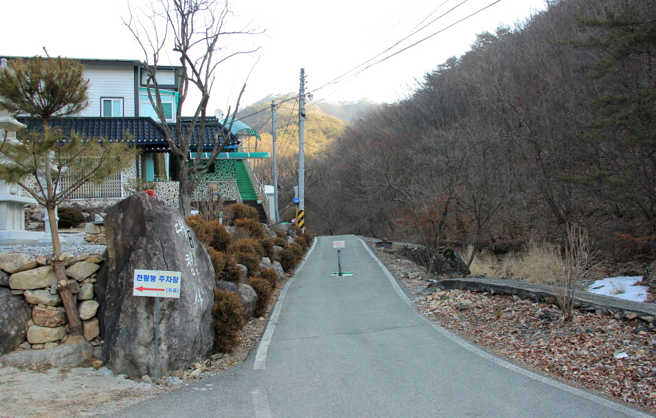 보은 속리산 천왕봉 - 서원리 소나무 1