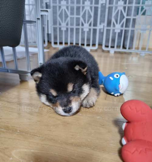 2개월 블랙탄 시바견