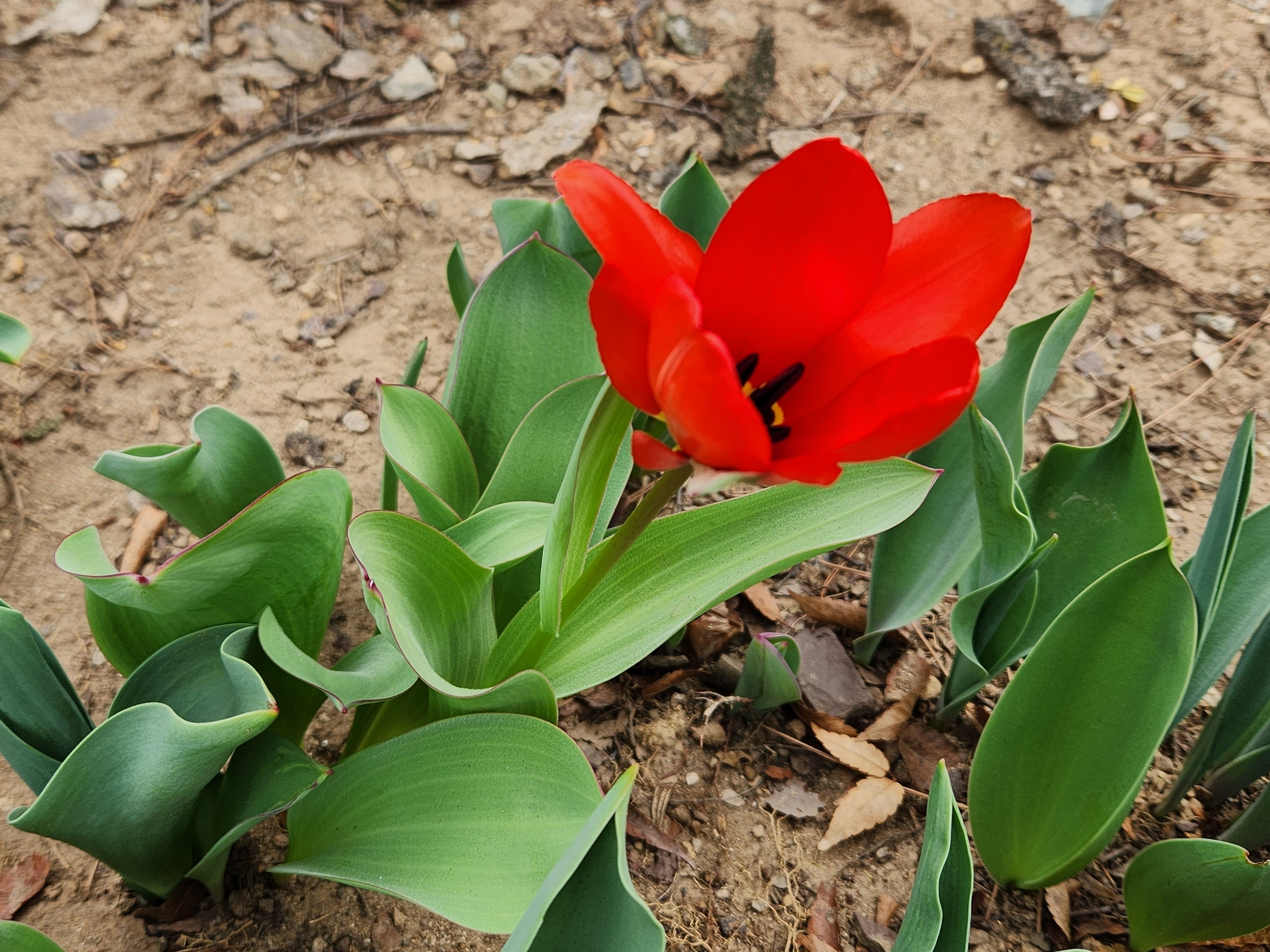 튤립 (Tulip)