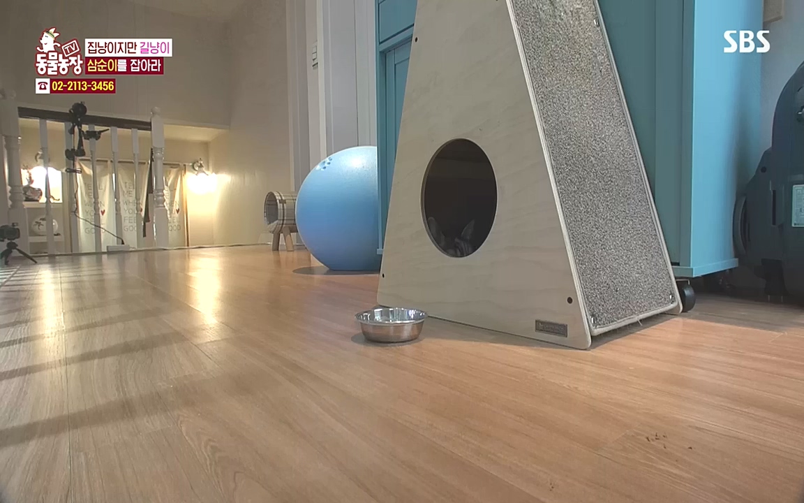 TV 동물농장.E1090.221010p-NEXT.mp4_20221009_182029.925.jpg