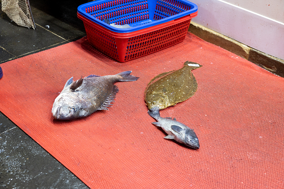 제주 서귀포 올레시장 제주도 서귀포 올레시장 먹거리 31