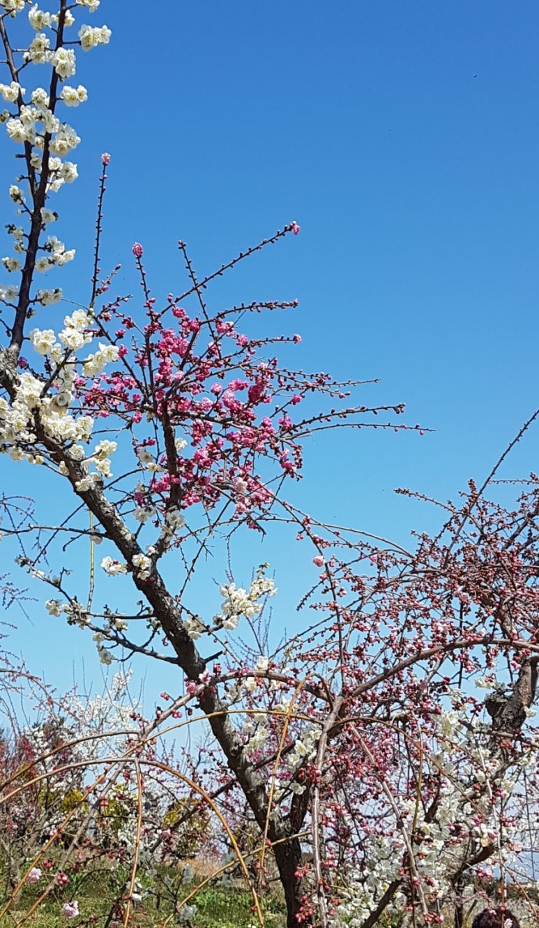 해남 땅끝 매화축제