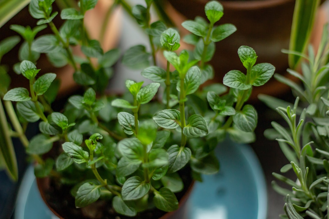 Peppermint