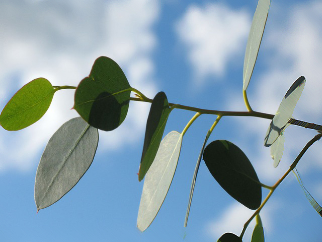 유칼립투스 키우기 잎마름