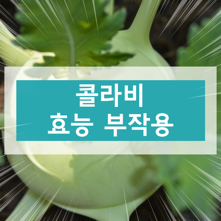 콜라비 효능 부작용