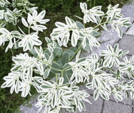 설악초 꽃