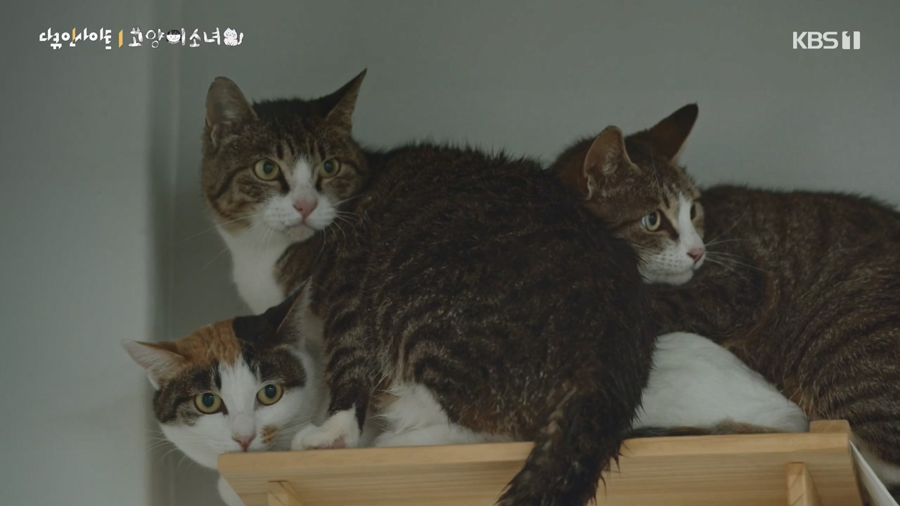 다큐 인사이트.E189.240524p-NEXT.mp4_20240524_205102.240.jpg