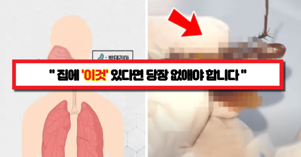  "지금 당장 없애 버리세요" 집에 '이것' 이 있으면 기도가 좁아져 천식을 유발합니다.