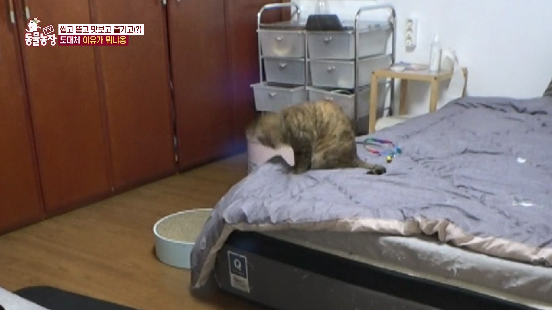 TV 동물농장.E1162.240310p-NEXT.mp4_20240310_162852.385.jpg