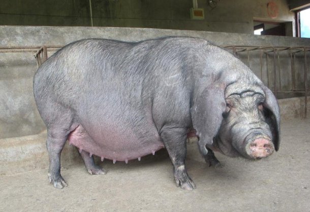 돼지발 이미지