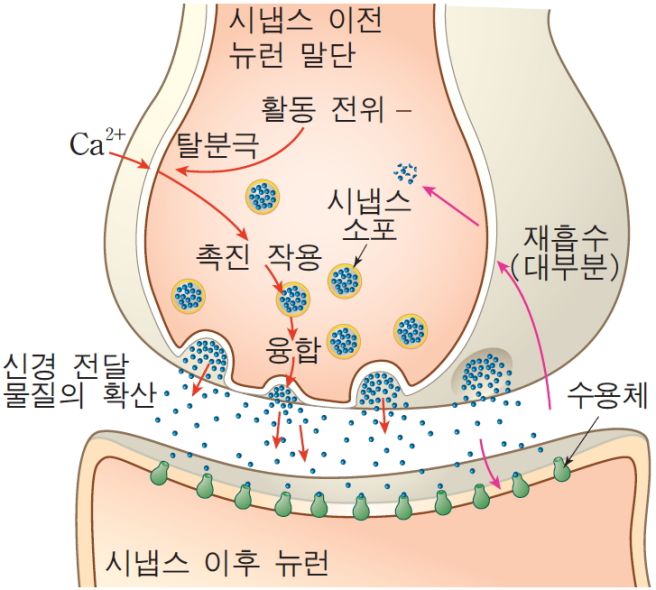 교감신경 항진증상