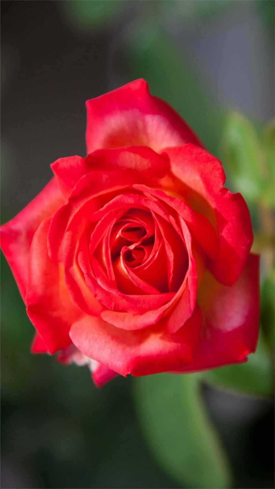 Rose Flower iPhone Wallpaper