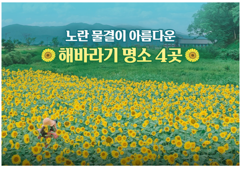  노란 물결이 아름다운 해바라기 명소 4곳