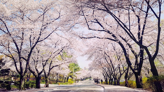 아이와 함께 가기 좋은 서울 벚꽃 명소