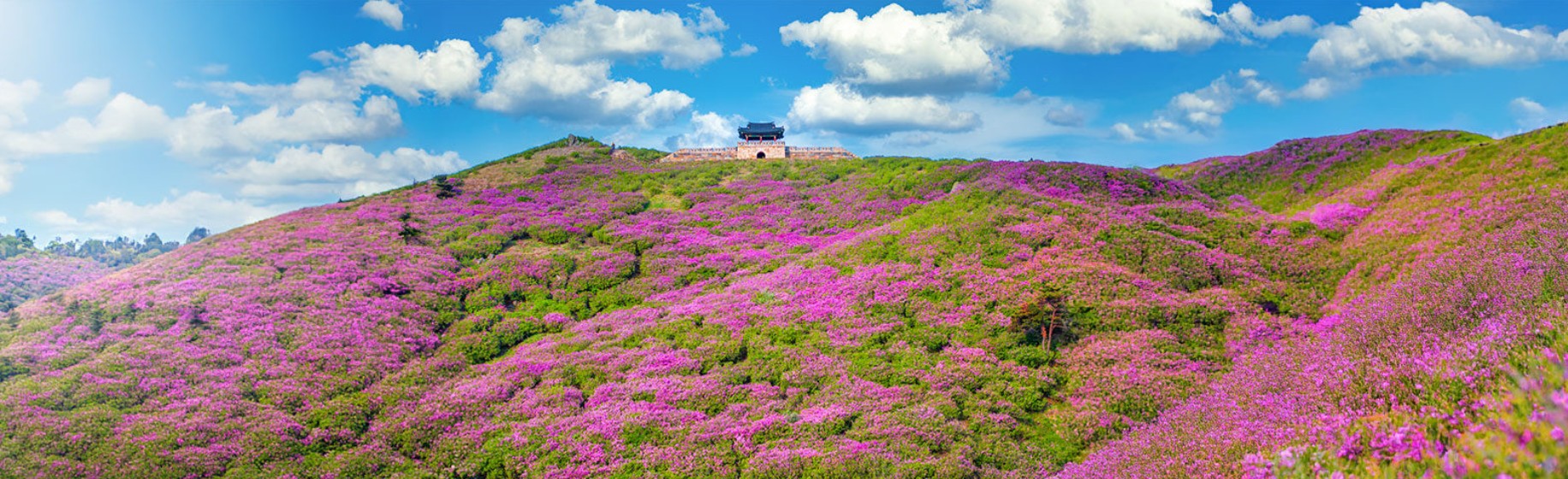 황매산 철쭉축제