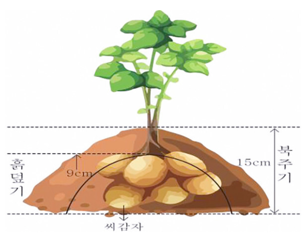 감자 북주기