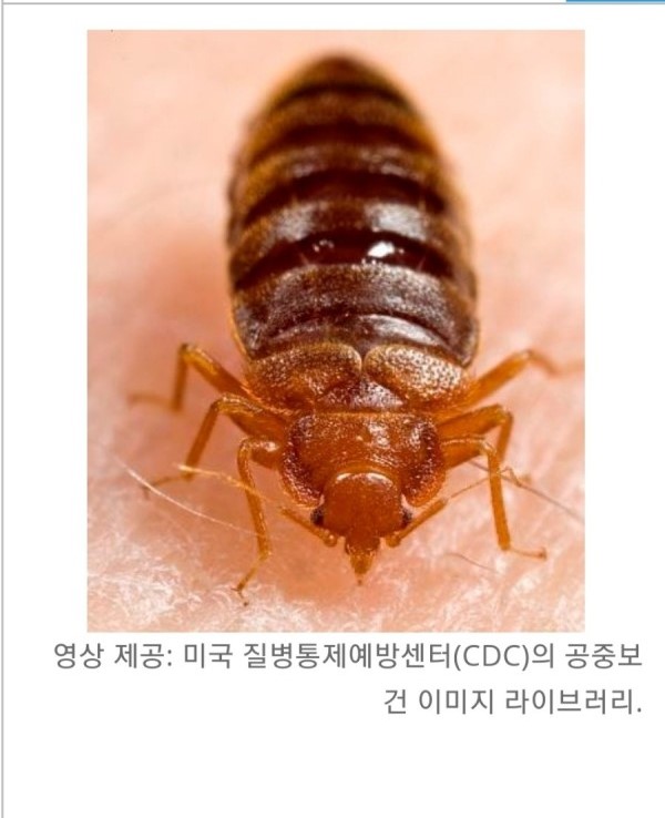 빈대