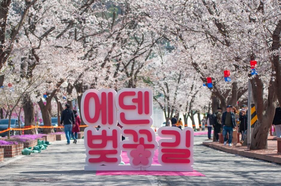 에덴벚꽃길 벚꽃축제