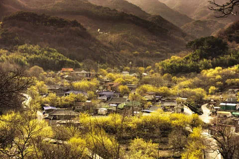 구례 산수유축제 기간 산수유마을 개화시기_7