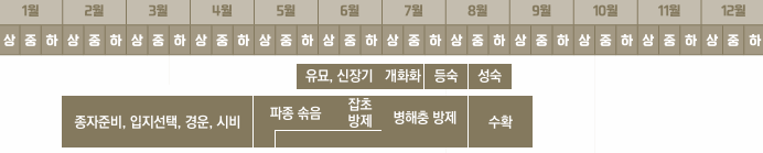 남부, 중부지방 참깨 심는 시기, 파종 시기, 심는 방법, 재배 방법 알아 보기