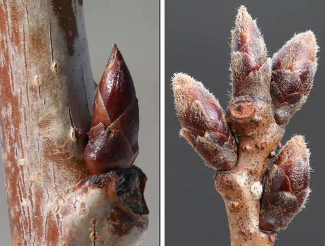 제주 왕벚나무(왼쪽)는 겨울눈에 털이 비교적 듬성듬성 나있는 반면&#44; 소메이요시노는 겨울눈에 털이 빼곡하게 나있는 특징이 있다. 동북아생물다양성 연구소 제공