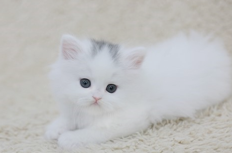 페르시안 고양이 이미지