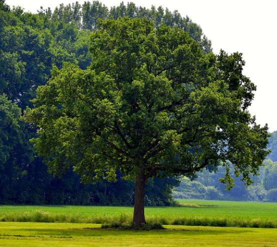나무의 중요성과 환경 보호3