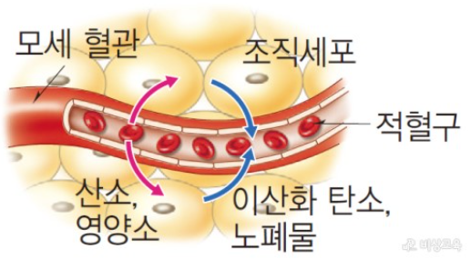 모세혈관