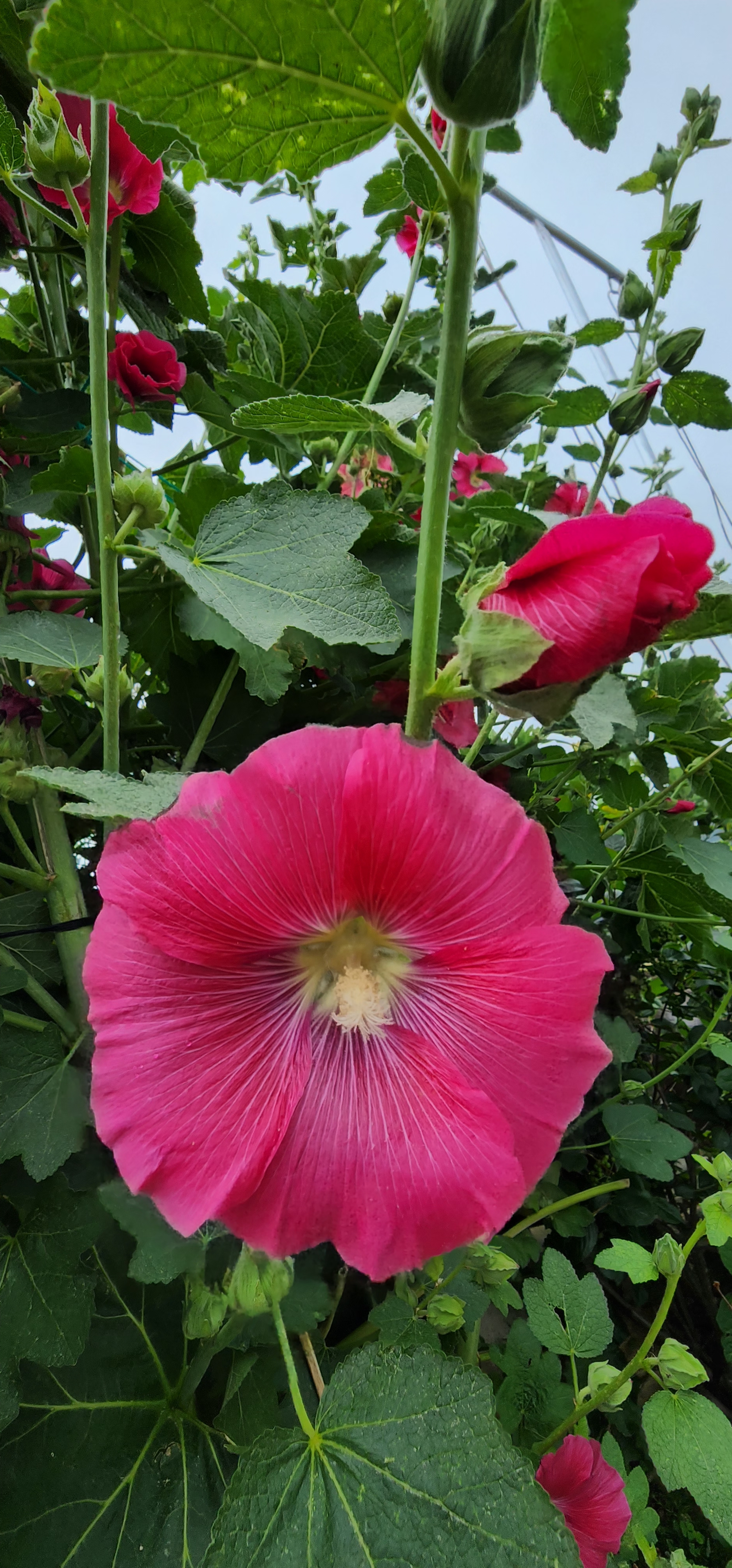  청산도 접시꽃