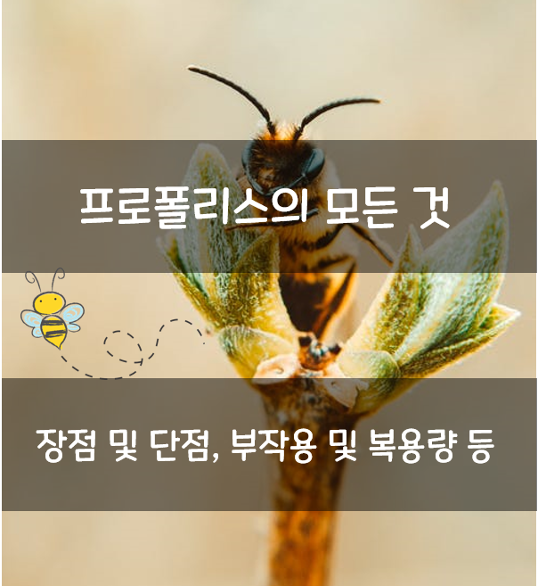  프로폴리스의 모든 것 - 효능 장점 단점 부작용 복용량