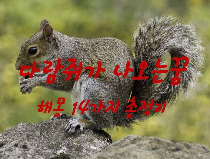  다람쥐꿈 해몽 14가지 총정리