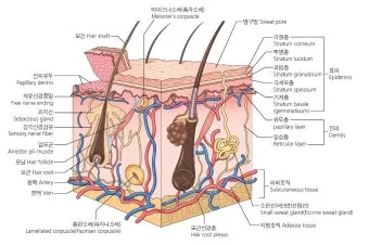 피부 구조와 기능 표피 진피 피하조직 위치 역할_19