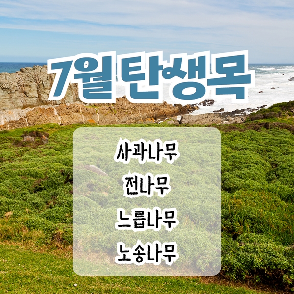  7월 탄생목 이야기 - 사과나무, 전나무, 느릅나무, 노송나무 (편백나무)