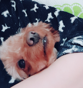  강아지 예방접종 종류: 알아두면 좋은 강아지 예방접종 종류