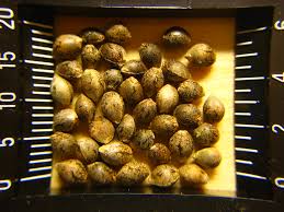  햄프씨드(Hemp Seed) 대마씨의 6가지 효능, 이점, 영양