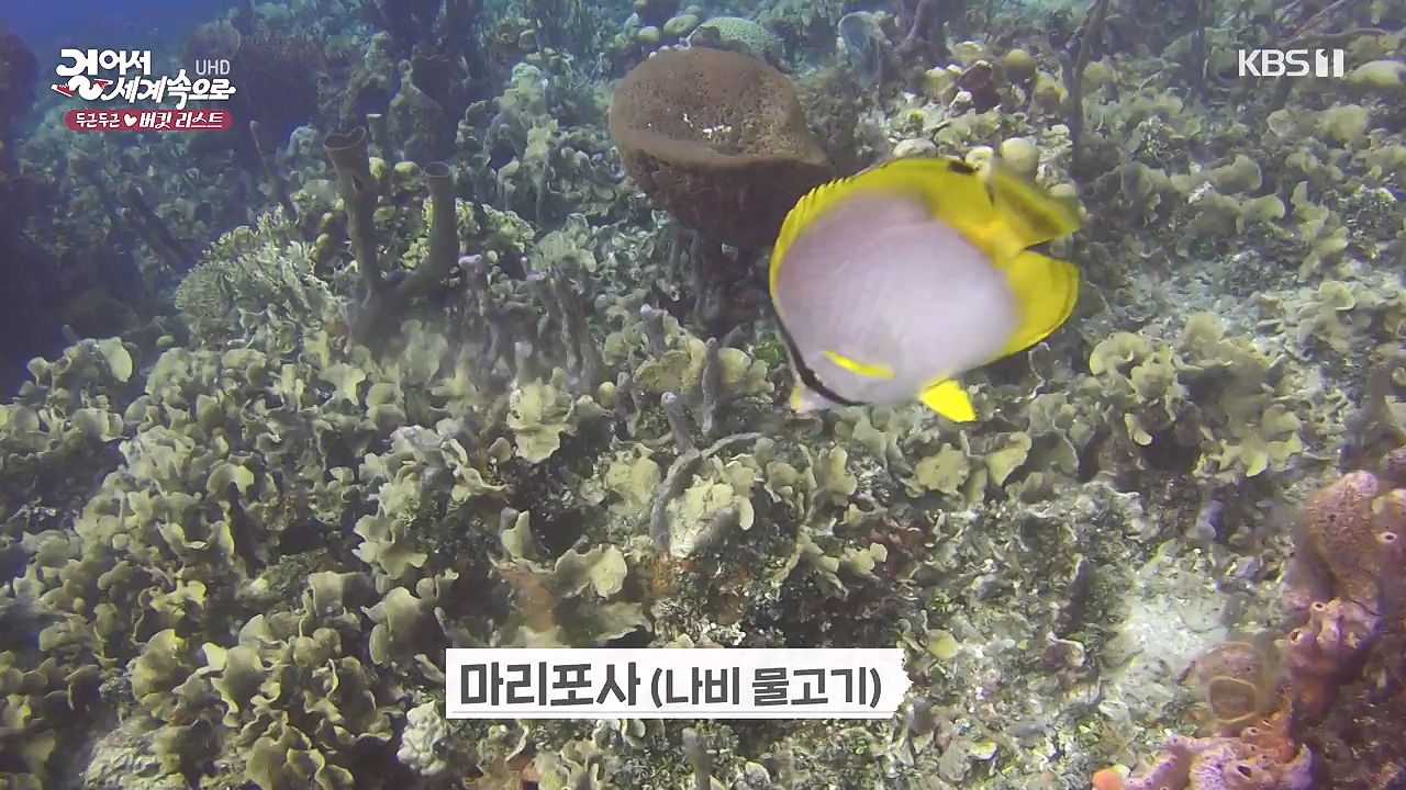 걸어서 세계속으로 두근두근 버킷리스트.E830.240212p-NEXT.mp4_20240731_200827.302.jpg