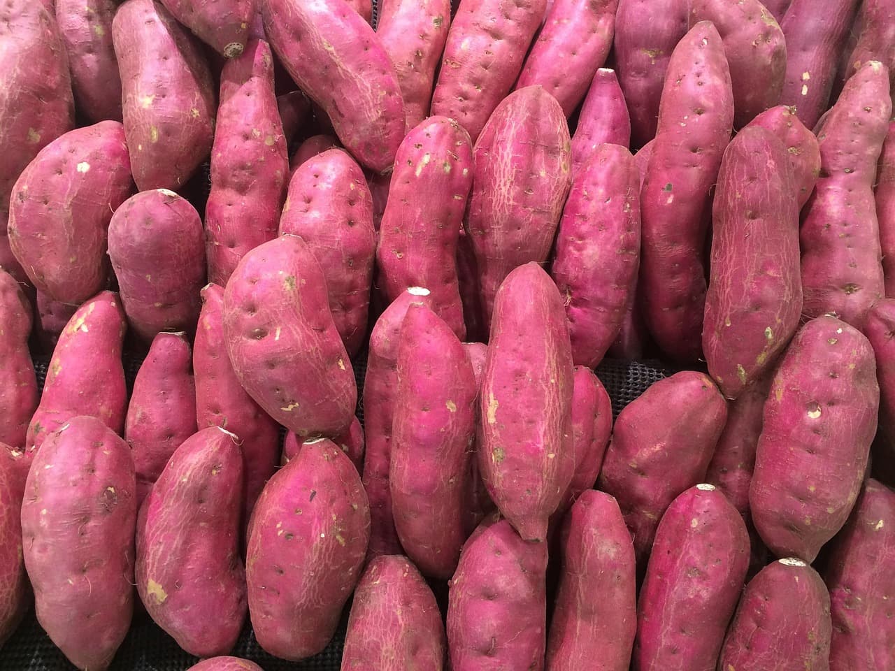 오디 수확시기