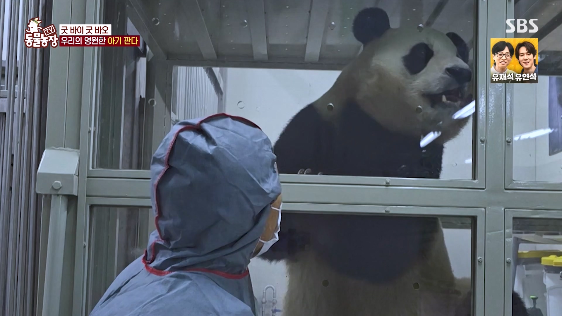 TV 동물농장.E1166.240407p-NEXT.mp4_20240407_164509.582.jpg