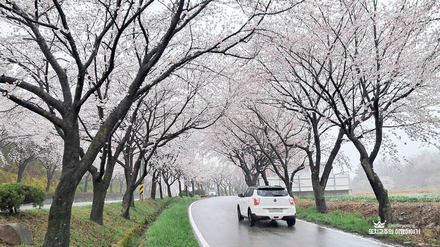 벚꽃길을 따라 차 한대가 지나가고 있다