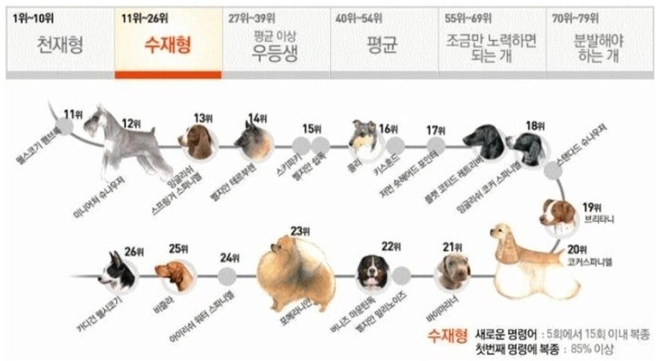 강아지 훈련과 복종형 지능순위 - 수재형 그룹군 견종표