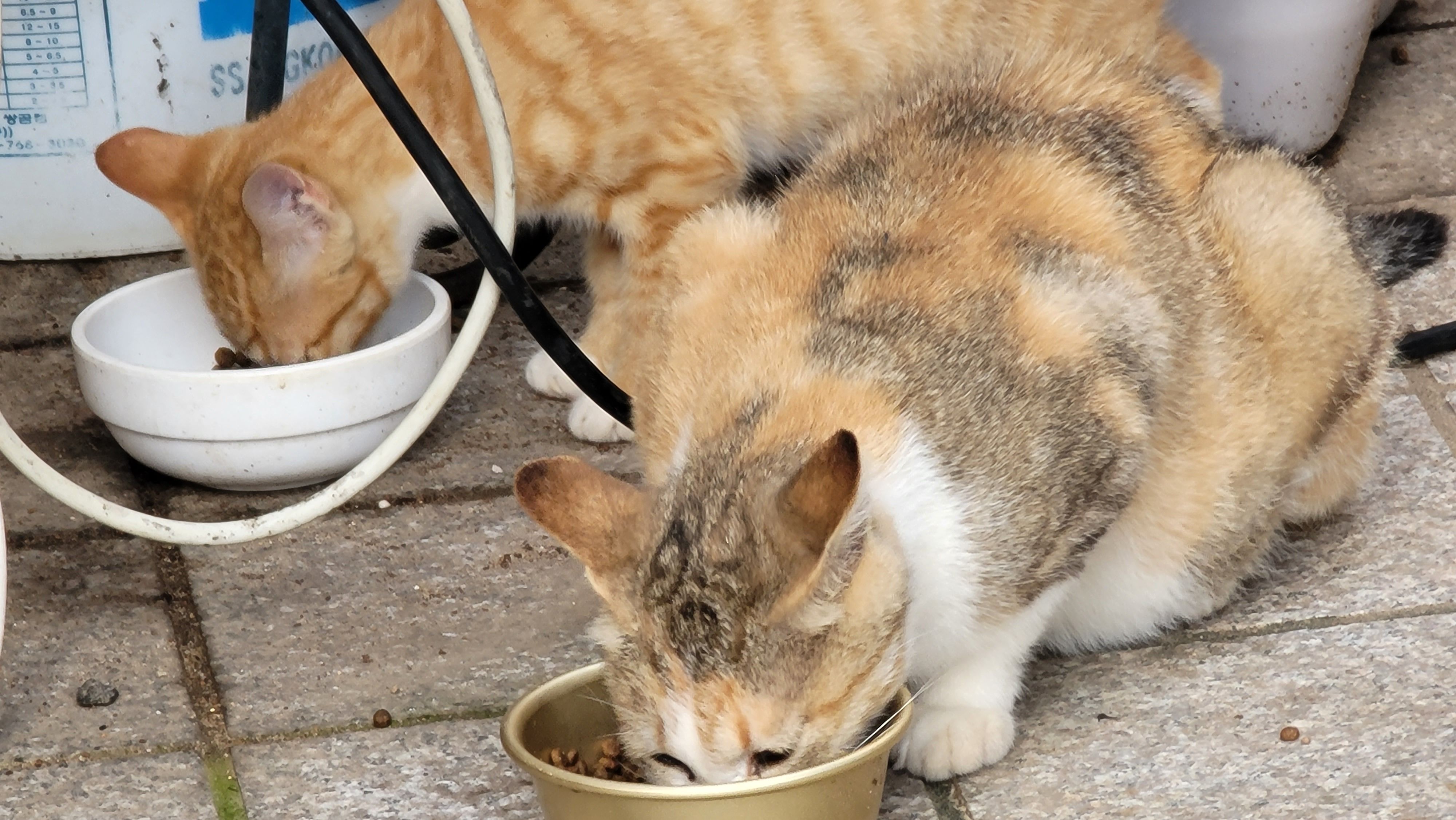 고양이와 길고양이 고양이 사료를 열심히 먹고 있다