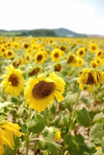 해남 가볼만한곳 베스트10 현지인 추천 필수코스_21