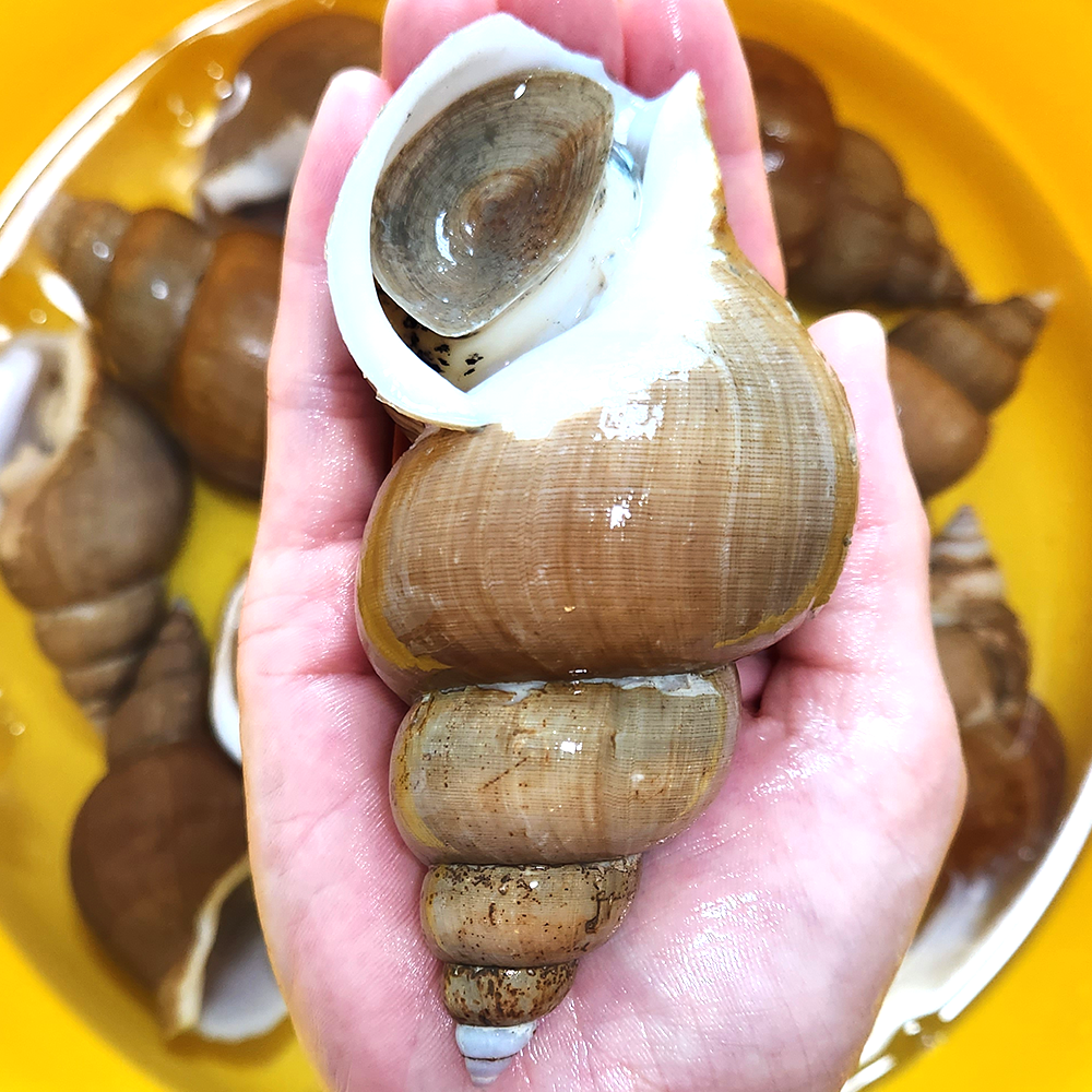  제철 백골뱅이 탕 통골뱅이 백고동 맛집