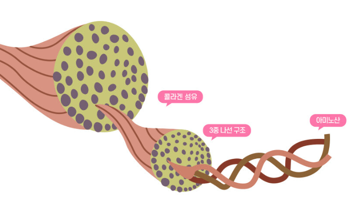 저분자 콜라겐