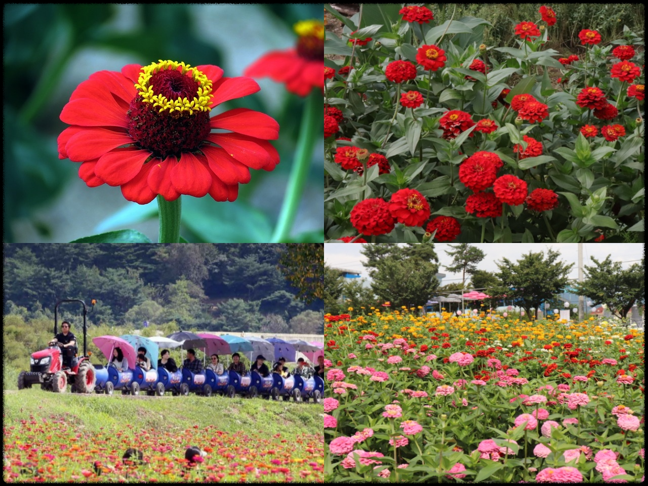 평창 백일홍 축제